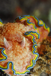 Glossodoris cincta, taken by Nikon D200 105mm. at lembah. by Ah Chan Fong Ming 